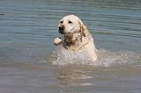 LABRADOR 1085